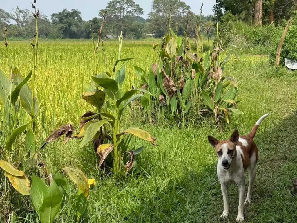 හදිසි ණය