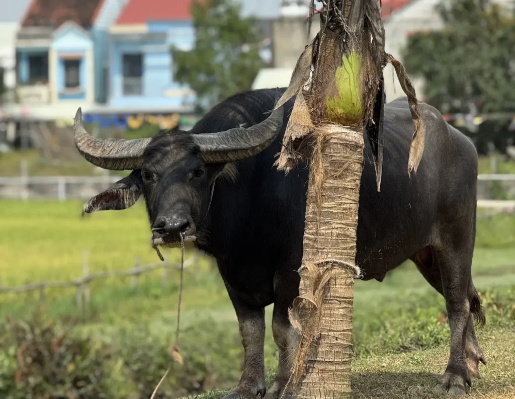 App vay tiền không cần cccd